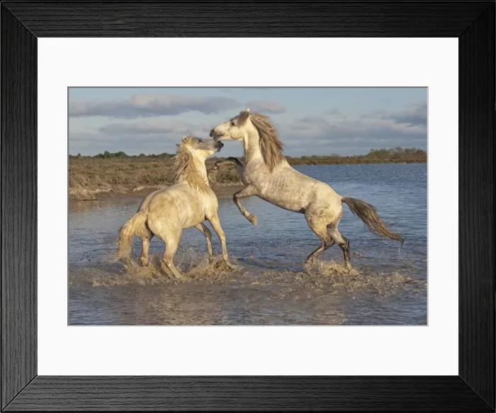 Framed Print : Camargue horses, stallions fighting in the water, Bouches du Rhone, Provence, France, Europe Framed Print : Camargue horses, stallions fighting in the water, Bouches du Rhone, Provence, France, Europe