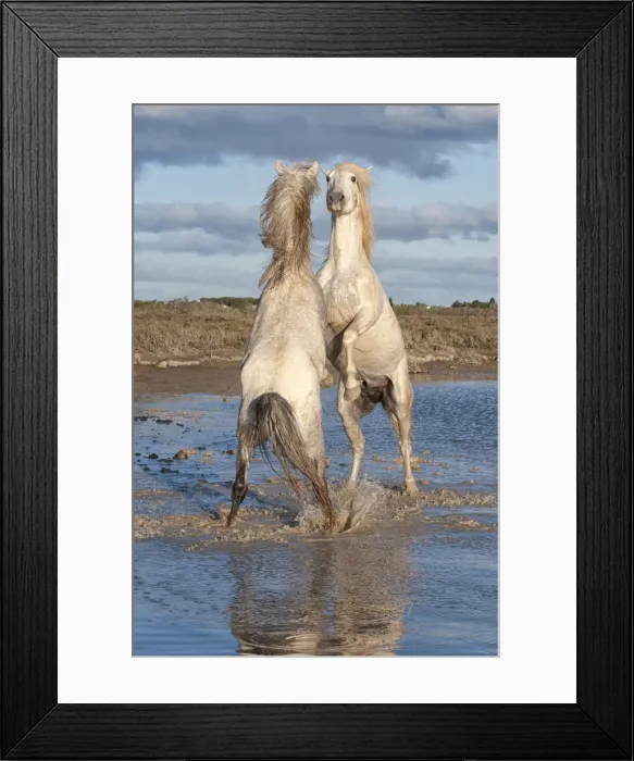 Framed Print : Camargue horses, stallions fighting in the water, Bouches du Rhone, Provence, France, Europe Framed Print : Camargue horses, stallions fighting in the water, Bouches du Rhone, Provence, France, Europe