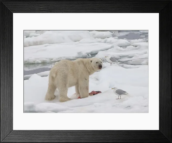 Framed Print : Male polar bear (Ursus maritimus) with a seal prey, Svalbard Archipelago, Barents Sea, Norway, Scandinavia, Europe Framed Print : Male polar bear (Ursus maritimus) with a seal prey, Svalbard Archipelago, Barents Sea, Norway, Scandinavia, Europe