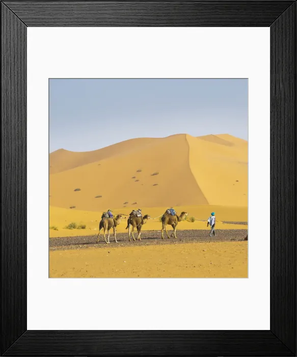Framed Print : Camel caravan in Erg Chebbi Desert, Sahara Desert near Merzouga, Morocco, North Africa, Africa Framed Print : Camel caravan in Erg Chebbi Desert, Sahara Desert near Merzouga, Morocco, North Africa, Africa