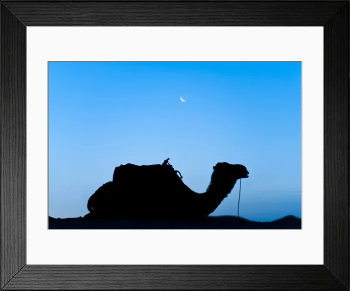 Framed Print : Silhouette of a camel in the desert at night, Erg Chebbi Desert, Morocco, North Africa, Africa Framed Print : Silhouette of a camel in the desert at night, Erg Chebbi Desert, Morocco, North Africa, Africa