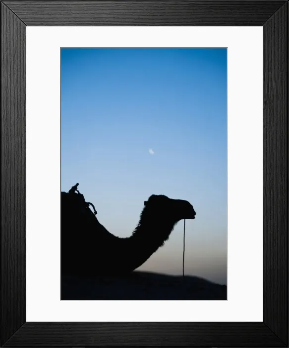 Framed Print : Camel silhouetted below the moon at night, Erg Chebbi Desert, Sahara Desert near Merzouga, Morocco, North Africa, Africa Framed Print : Camel silhouetted below the moon at night, Erg Chebbi Desert, Sahara Desert near Merzouga, Morocco, North Africa, Africa
