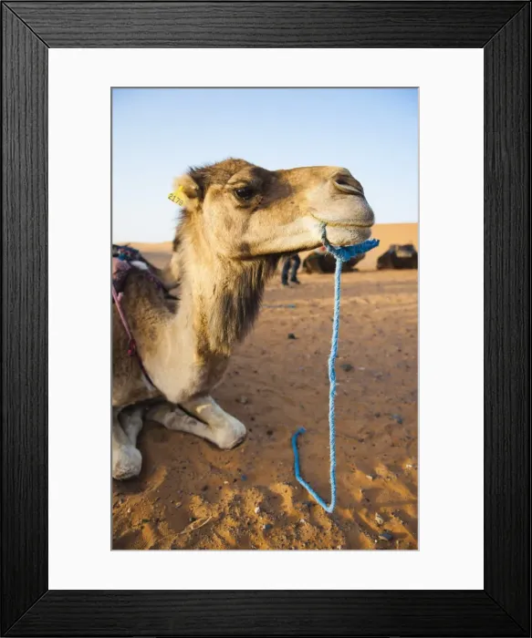 Framed Print : Camel portrait, Erg Chebbi Desert, Sahara Desert near Merzouga, Morocco, North Africa, Africa Framed Print : Camel portrait, Erg Chebbi Desert, Sahara Desert near Merzouga, Morocco, North Africa, Africa
