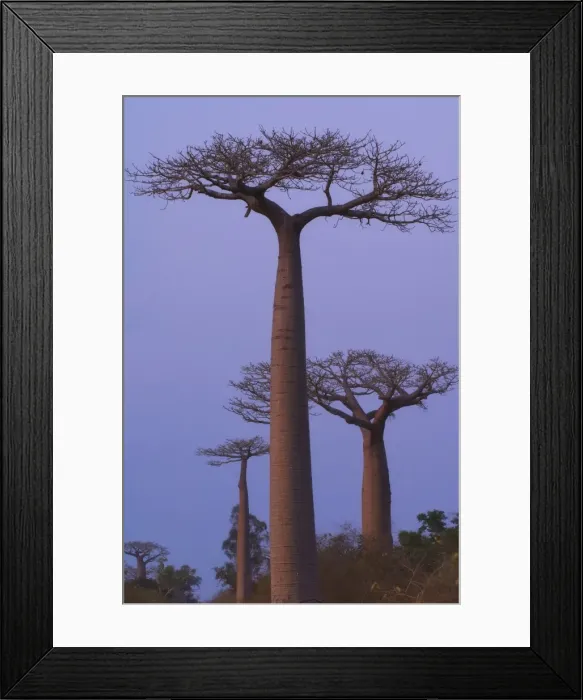 Framed Print : Baobabs (Adansonia Grandidieri) at sunset, Morondava, Madagascar, Africa Framed Print : Baobabs (Adansonia Grandidieri) at sunset, Morondava, Madagascar, Africa