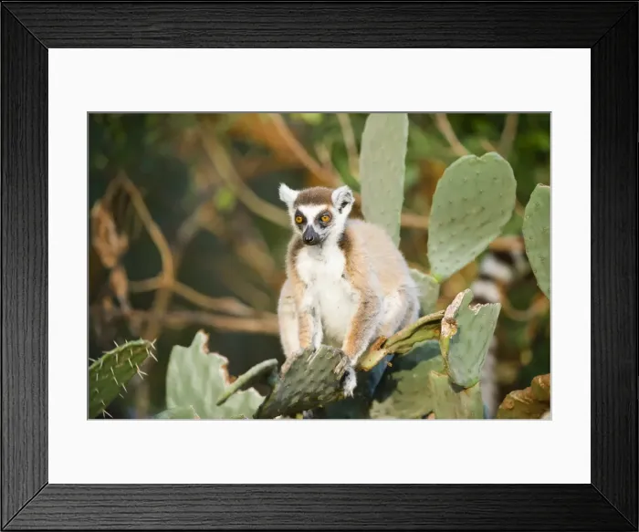 Framed Print : Ring-tailed lemur (Lemur catta) on cactus, near Threatened, Berenty Nature Reserve, Madagascar, Africa Framed Print : Ring-tailed lemur (Lemur catta) on cactus, near Threatened, Berenty Nature Reserve, Madagascar, Africa
