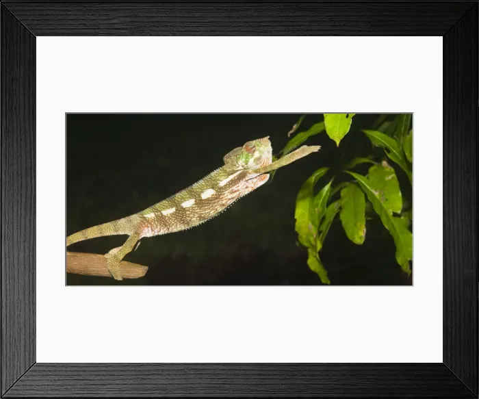 Framed Print : Panther chameleon (Furcifer pardalis), Madagascar, Africa Framed Print : Panther chameleon (Furcifer pardalis), Madagascar, Africa