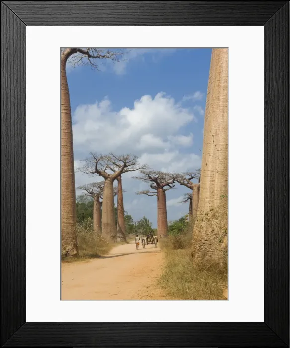 Framed Print : Alley of the Baobabs (Adansonia Grandidieri), Morondava, Madagascar, Africa Framed Print : Alley of the Baobabs (Adansonia Grandidieri), Morondava, Madagascar, Africa