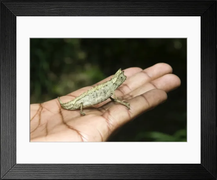 Framed Print : Pygmy leaf chameleon (Brookesia minima), Madagascar, Africa Framed Print : Pygmy leaf chameleon (Brookesia minima), Madagascar, Africa