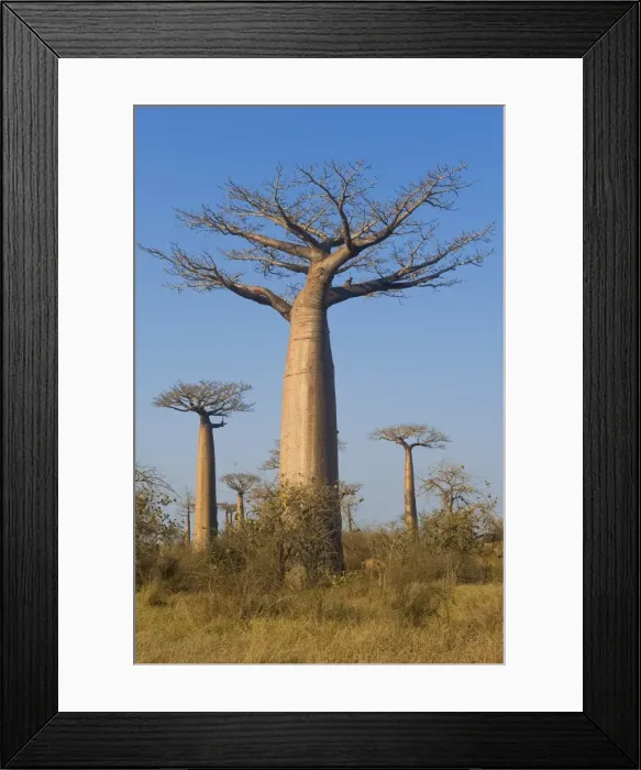 Framed Print : Baobabs (Adansonia Grandidieri), Morondava, Madagascar, Africa Framed Print : Baobabs (Adansonia Grandidieri), Morondava, Madagascar, Africa