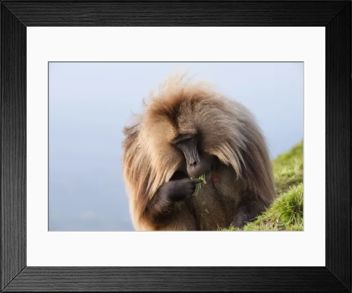 Framed Print : Gelada baboon (Theropithecus Gelada), Simien Mountains National Park, Amhara region, North Ethiopia, Africa Framed Print : Gelada baboon (Theropithecus Gelada), Simien Mountains National Park, Amhara region, North Ethiopia, Africa