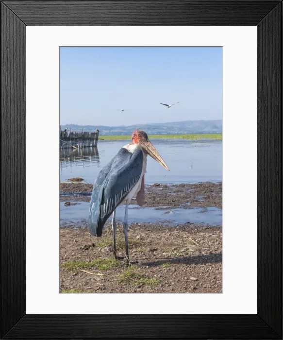 Framed Print : Marabou stork (Leptoptilos crumeniferus), Awasa harbour, Ethiopia, Africa Framed Print : Marabou stork (Leptoptilos crumeniferus), Awasa harbour, Ethiopia, Africa