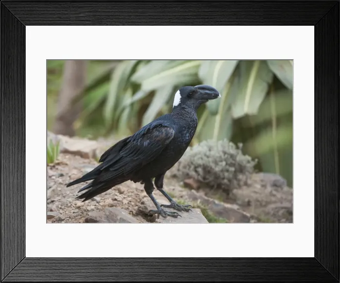 Framed Print : Thick-billed raven (Corvus crassirostris), Simien Mountains National Park, Amhara region, North Ethiopia, Ethiopia, Africa