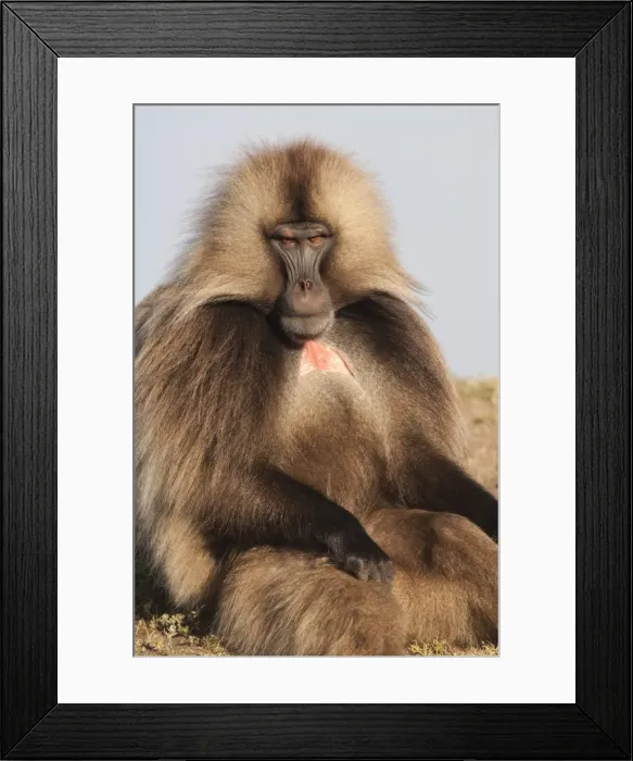 Framed Print : Gelada baboon (Theropithecus Gelada), Simien Mountains National Park, Amhara region, North Ethiopia, Africa Framed Print : Gelada baboon (Theropithecus Gelada), Simien Mountains National Park, Amhara region, North Ethiopia, Africa