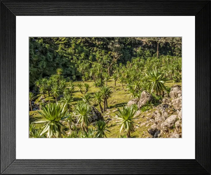Framed Print : Giant lobelia (Lobelia rhynchopetalum), Simien Mountains National Park, UNESCO World Heritage Site, Amhara region, Ethiopia, Africa Framed Print : Giant lobelia (Lobelia rhynchopetalum), Simien Mountains National Park, UNESCO World Heritage Site, Amhara region, Ethiopia, Africa