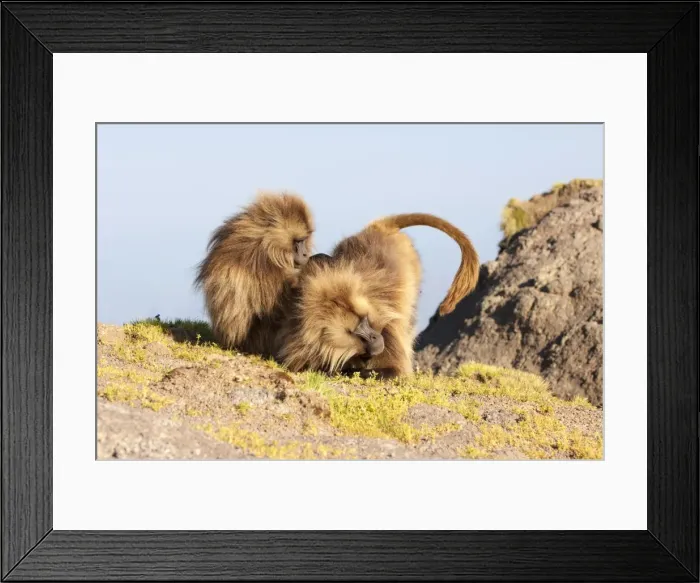 Framed Print : Gelada baboon (Theropithecus Gelada) grooming each other, Simien Mountains National Park, Amhara region, North Ethiopia, Africa Framed Print : Gelada baboon (Theropithecus Gelada) grooming each other, Simien Mountains National Park, Amhara region, North Ethiopia, Africa