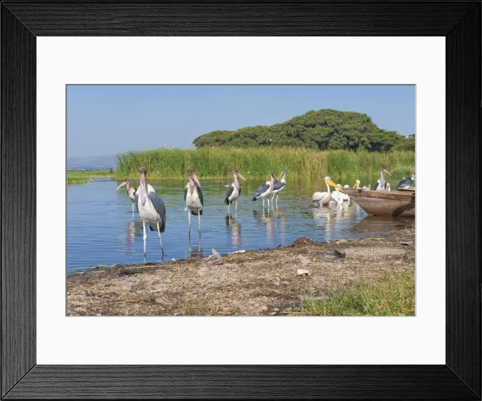 Framed Print : Marabou storks (Leptoptilos crumeniferus) and white pelicans (Pelecanus onocrotalus), Awasa harbour, Ethiopia, Africa Framed Print : Marabou storks (Leptoptilos crumeniferus) and white pelicans (Pelecanus onocrotalus), Awasa harbour, Ethiopia, Africa
