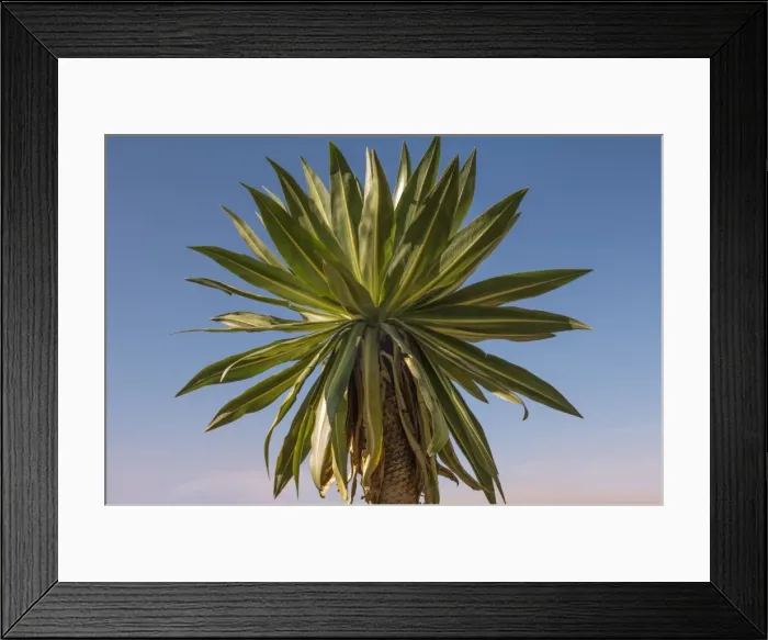Framed Print : Giant lobelia (Lobelia rhynchopetalum), Simien Mountains National Park, UNESCO World Heritage Site, Amhara region, Ethiopia, Africa Framed Print : Giant lobelia (Lobelia rhynchopetalum), Simien Mountains National Park, UNESCO World Heritage Site, Amhara region, Ethiopia, Africa