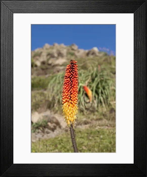Framed Print : Kniphofia (Tritoma) (Red hot poker) (Kniphofia foliosa), Simien Mountains National Park, UNESCO World Heritage Site, Amhara region, Ethiopia, Africa Framed Print : Kniphofia (Tritoma) (Red hot poker) (Kniphofia foliosa), Simien Mountains National Park, UNESCO World Heritage Site, Amhara region, Ethiopia, Africa