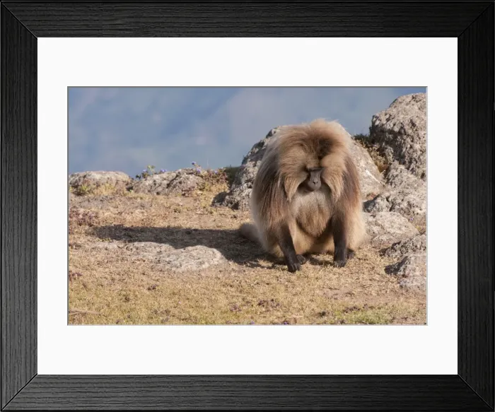 Framed Print : Gelada baboon (Theropithecus Gelada), Simien Mountains National Park, Amhara region, North Ethiopia, Africa Framed Print : Gelada baboon (Theropithecus Gelada), Simien Mountains National Park, Amhara region, North Ethiopia, Africa