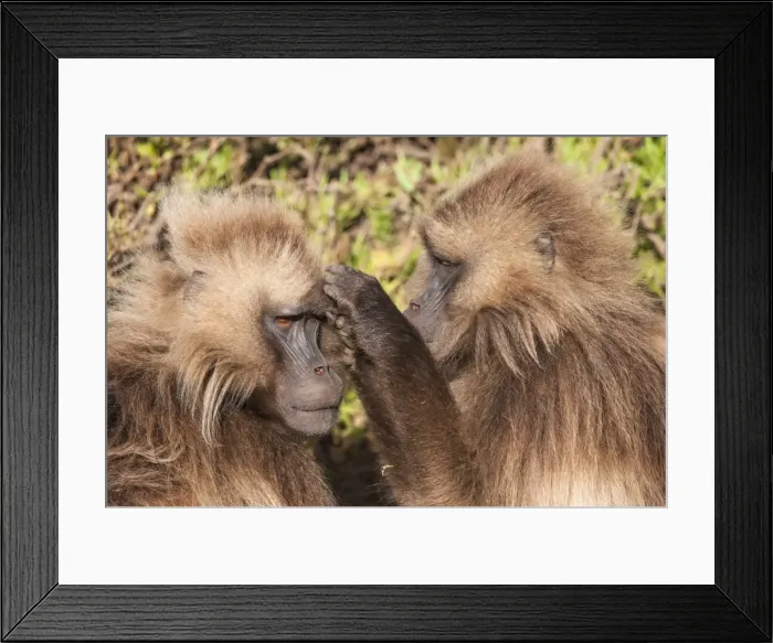 Framed Print : Gelada baboons (Theropithecus Gelada) grooming each other, Simien Mountains National Park, Amhara region, North Ethiopia, Africa