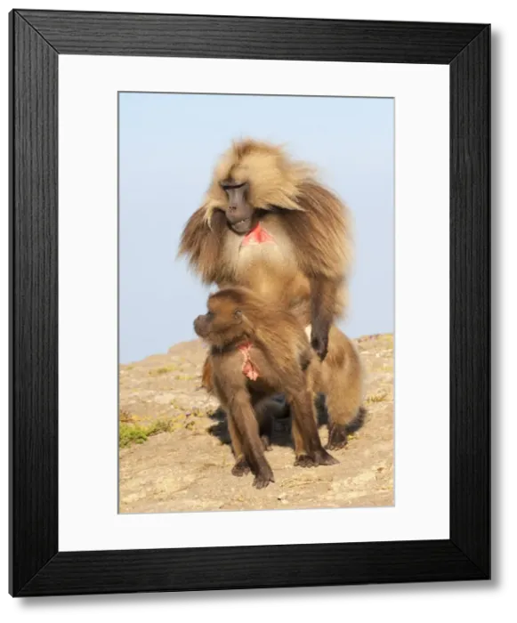 Framed Print : Mating Gelada baboons (Theropithecus Gelada), Simien Mountains National Park, Amhara region, North Ethiopia, Africa Framed Print : Mating Gelada baboons (Theropithecus Gelada), Simien Mountains National Park, Amhara region, North Ethiopia, Africa