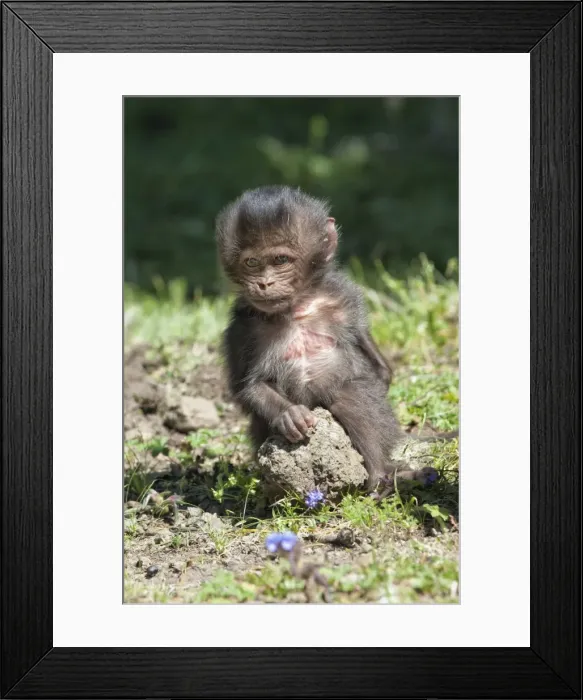 Framed Print : Baby Gelada baboon (Theropithecus Gelada), Simien Mountains National Park, Amhara region, North Ethiopia, Africa Framed Print : Baby Gelada baboon (Theropithecus Gelada), Simien Mountains National Park, Amhara region, North Ethiopia, Africa