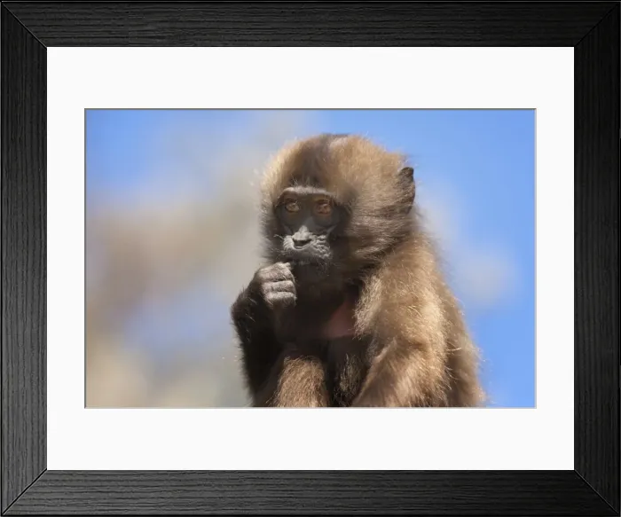 Framed Print : Baby Gelada baboon (Theropithecus Gelada), Simien Mountains National Park, Amhara region, North Ethiopia, Africa