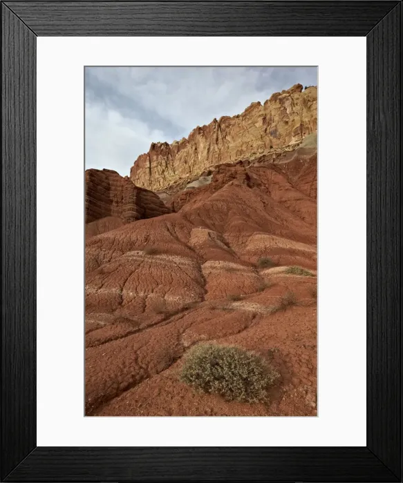 Framed Print : Small bush in the wash near a sandstone butte, Capitol Reef National Park, Utah, United States of America, North America Framed Print : Small bush in the wash near a sandstone butte, Capitol Reef National Park, Utah, United States of America, North America