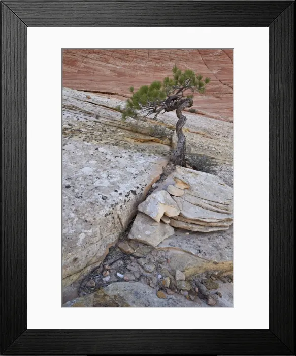 Framed Print : Pine growing on a sandstone hill, Zion National Park, Utah, United States of America, North America Framed Print : Pine growing on a sandstone hill, Zion National Park, Utah, United States of America, North America