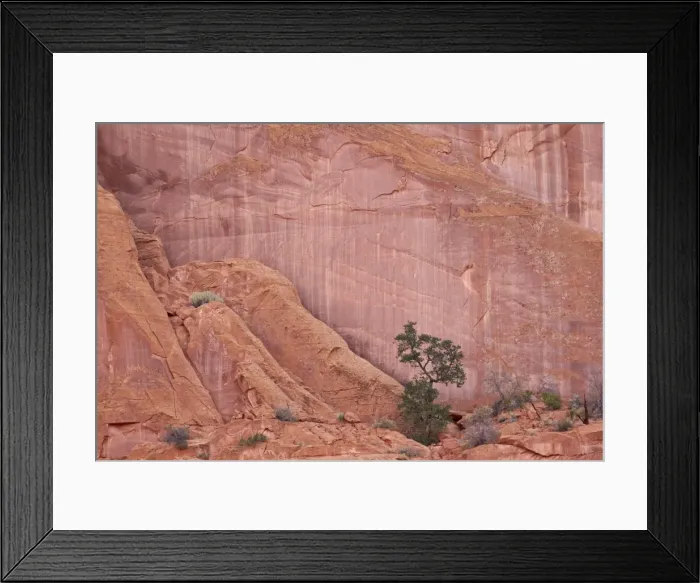 Framed Print : Salmon-coloured sandstone wall with evergreens, Grand Staircase-Escalante National Monument, Utah, United States of America, North America Framed Print : Salmon-coloured sandstone wall with evergreens, Grand Staircase-Escalante National Monument, Utah, United States of America, North America