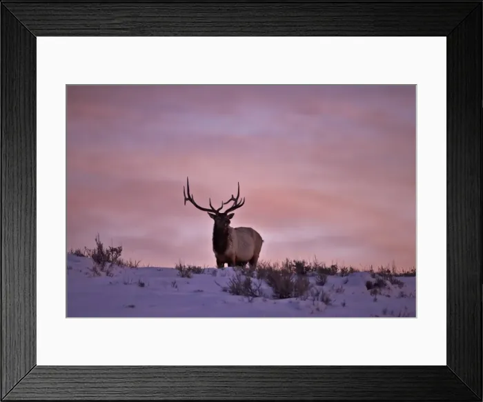 Framed Print : Bull elk (Cervus canadensis) at sunset in the winter, Yellowstone National Park, Wyoming, United States of America, North America Framed Print : Bull elk (Cervus canadensis) at sunset in the winter, Yellowstone National Park, Wyoming, United States of America, North America