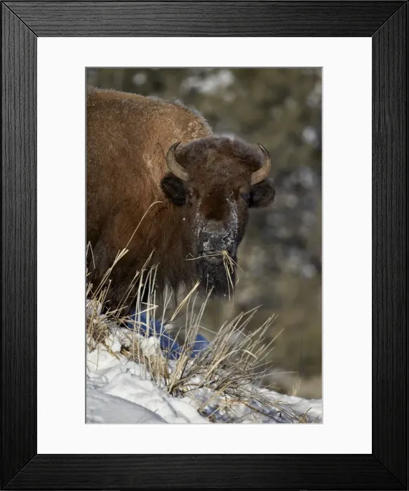 Framed Print : Bison (Bison bison) cow eating in the winter, Yellowstone National Park, Wyoming, United States of America, North America Framed Print : Bison (Bison bison) cow eating in the winter, Yellowstone National Park, Wyoming, United States of America, North America