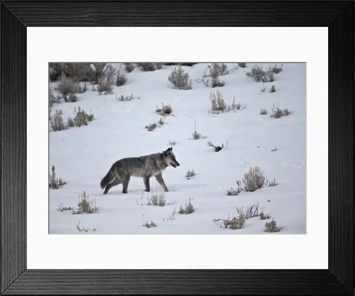 Framed Print : Gray wolf (Canis lupus) 755M of the Lamar Canyon Pack running through the snow in the winter, Yellowstone National Park, Wyoming, United States of America, North America Framed Print : Gray wolf (Canis lupus) 755M of the Lamar Canyon Pack running through the snow in the winter, Yellowstone National Park, Wyoming, United States of America, North America