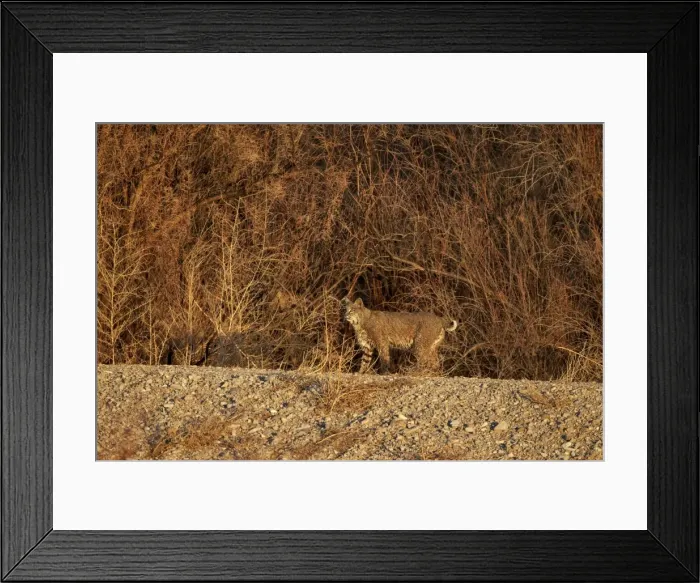 Framed Print : Bobcat (Lynx rufus), Bosque del Apache National Wildlife Refuge, New Mexico, United States of America, North America Framed Print : Bobcat (Lynx rufus), Bosque del Apache National Wildlife Refuge, New Mexico, United States of America, North America