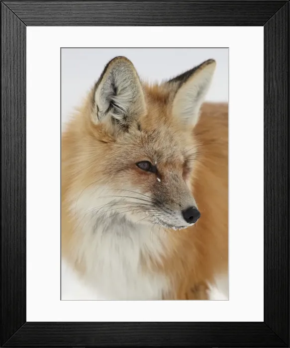 Framed Print : Red fox (Vulpes vulpes) in the snow, Grand Teton National Park, Wyoming, United States of America, North America Framed Print : Red fox (Vulpes vulpes) in the snow, Grand Teton National Park, Wyoming, United States of America, North America