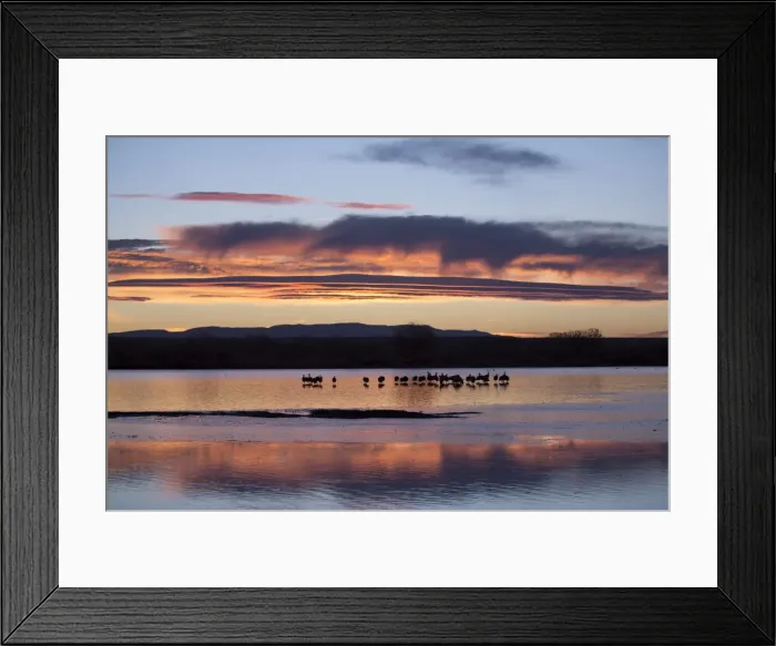 Framed Print : Greater sandhill cranes (Grus canadensis tabida) at sunrise, Bosque del Apache National Wildlife Refuge, New Mexico, United States of America, North America Framed Print : Greater sandhill cranes (Grus canadensis tabida) at sunrise, Bosque del Apache National Wildlife Refuge, New Mexico, United States of America, North America