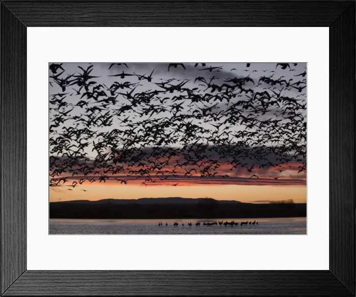 Framed Print : Lesser snow geese (Chen caerulescens caerulescens) in flight at sunrise, greater sandhill cranes (Grus canadensis tabida) in water, Bosque del Apache National Wildlife Refuge, New Mexico, United States of America, North America Framed Print : Lesser snow geese (Chen caerulescens caerulescens) in flight at sunrise, greater sandhill cranes (Grus canadensis tabida) in water, Bosque del Apache National Wildlife Refuge, New Mexico, United States of America, North America