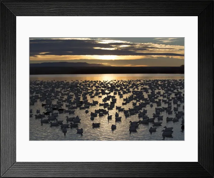 Framed Print : Lesser snow geese (Chen caerulescens caerulescens) at sunrise, Bosque del Apache National Wildlife Refuge, New Mexico, United States of America, North America Framed Print : Lesser snow geese (Chen caerulescens caerulescens) at sunrise, Bosque del Apache National Wildlife Refuge, New Mexico, United States of America, North America