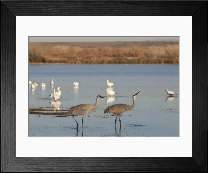 Framed Print : Greater sandhill cranes (Grus canadensis tabida) in foreground, and lesser snow geese (Chen caerulescens caerulescens) in background, Bosque del Apache National Wildlife Refuge, New Mexico, United States of America, North America Framed Print : Greater sandhill cranes (Grus canadensis tabida) in foreground, and lesser snow geese (Chen caerulescens caerulescens) in background, Bosque del Apache National Wildlife Refuge, New Mexico, United States of America, North America