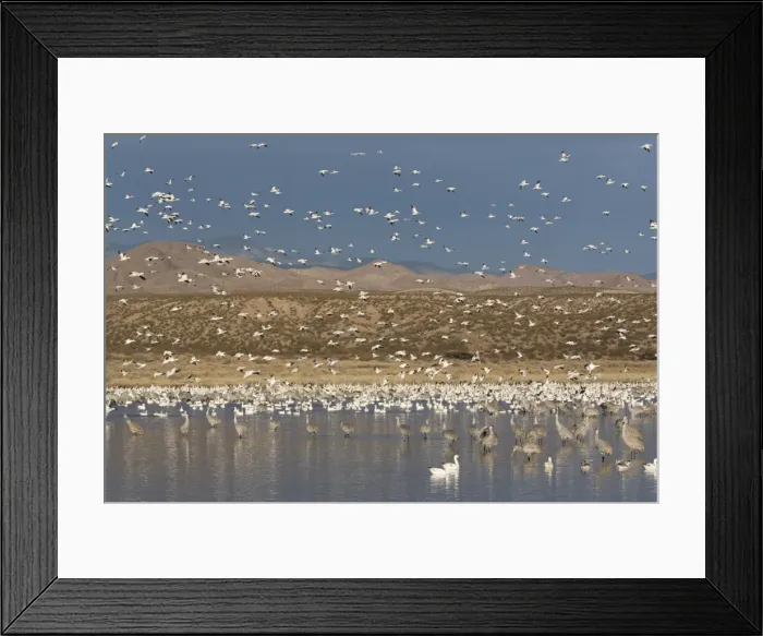 Framed Print : Greater sandhill cranes (Grus canadensis tabida) gray in color, and lesser snow geese (Chen caerulescens caerulescens) white in color, Bosque del Apache National Wildlife Refuge, New Mexico, United States of America, North America Framed Print : Greater sandhill cranes (Grus canadensis tabida) gray in color, and lesser snow geese (Chen caerulescens caerulescens) white in color, Bosque del Apache National Wildlife Refuge, New Mexico, United States of America, North America