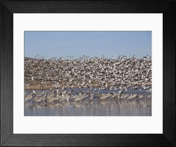 Framed Print : Lesser snow geese (Chen caerulescens caerulescens) in flight, and greater sandhill cranes (Grus canadensis tabida) standing in water, Bosque del Apache National Wildlife Refuge, New Mexico, United States of America, North America Framed Print : Lesser snow geese (Chen caerulescens caerulescens) in flight, and greater sandhill cranes (Grus canadensis tabida) standing in water, Bosque del Apache National Wildlife Refuge, New Mexico, United States of America, North America