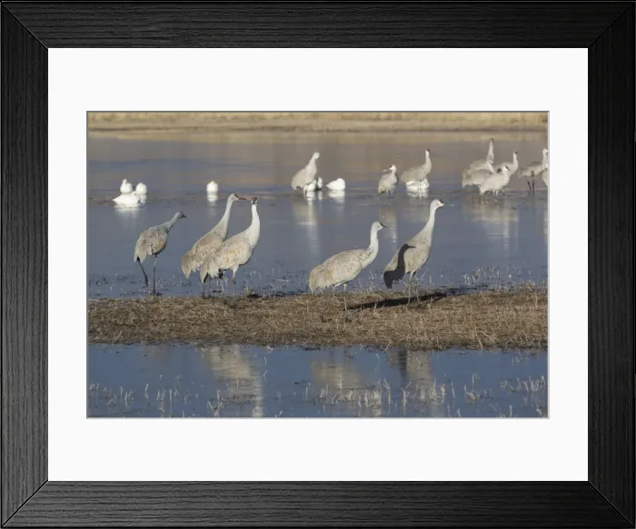 Framed Print : Greater sandhill cranes (Grus canadensis tabida) grey color, and lesser snow geese (Chen caerulescens caerulescens) white color, Bosque del Apache National Wildlife Refuge, New Mexico, United States of America, North America Framed Print : Greater sandhill cranes (Grus canadensis tabida) grey color, and lesser snow geese (Chen caerulescens caerulescens) white color, Bosque del Apache National Wildlife Refuge, New Mexico, United States of America, North America