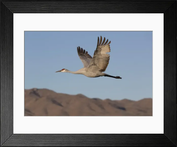 Framed Print : Greater sandhill crane (Grus canadensis tabida), Bosque del Apache National Wildlife Refuge, New Mexico, United States of America, North America Framed Print : Greater sandhill crane (Grus canadensis tabida), Bosque del Apache National Wildlife Refuge, New Mexico, United States of America, North America