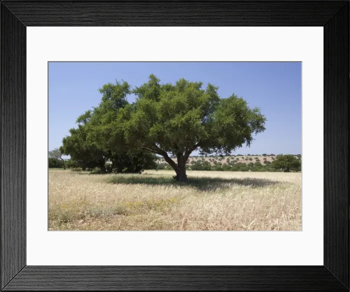 Framed Print : Argan trees, near Essaouira, Morocco, North Africa, Africa Framed Print : Argan trees, near Essaouira, Morocco, North Africa, Africa