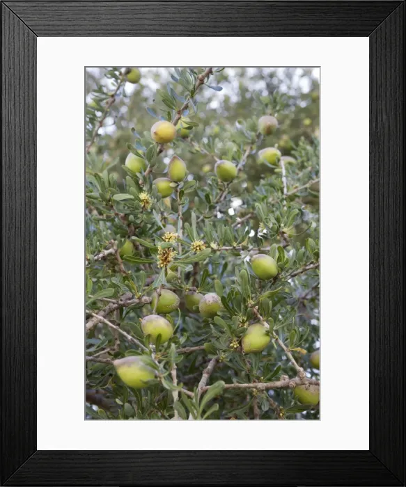 Framed Print : Argan nuts on tree, near Essaouira, Morocco, North Africa, Africa Framed Print : Argan nuts on tree, near Essaouira, Morocco, North Africa, Africa