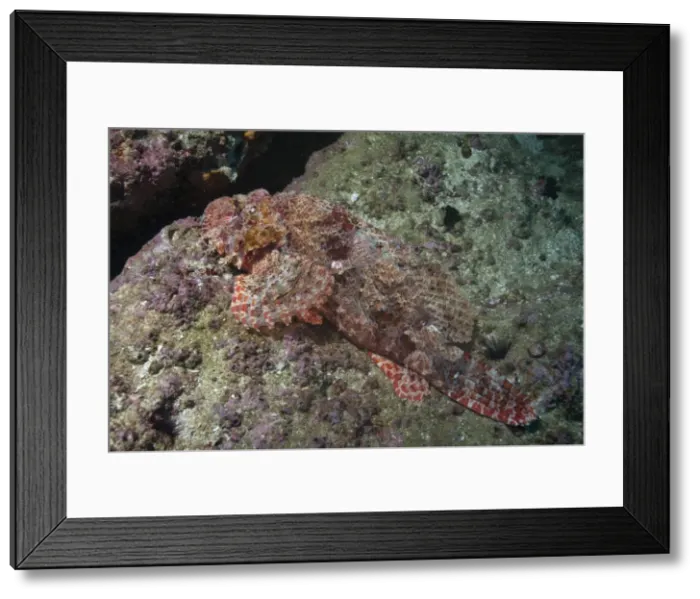 Framed Print : Tassellated scorpionfish (Scorpaenopsis oxycephala), Mozambique, Africa Framed Print : Tassellated scorpionfish (Scorpaenopsis oxycephala), Mozambique, Africa