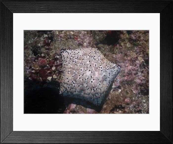 Framed Print : Pincushion Sea Star (Culcita novaeguineae), Mozambique, Africa Framed Print : Pincushion Sea Star (Culcita novaeguineae), Mozambique, Africa