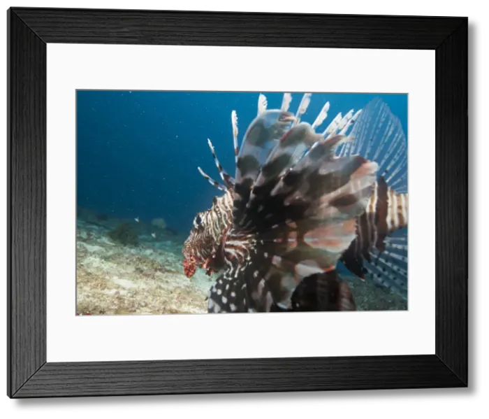 Framed Print : Lionfish, Mozambique, Africa Framed Print : Lionfish, Mozambique, Africa