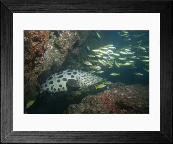 Framed Print : Potato cod, Mozambique, Africa Framed Print : Potato cod, Mozambique, Africa