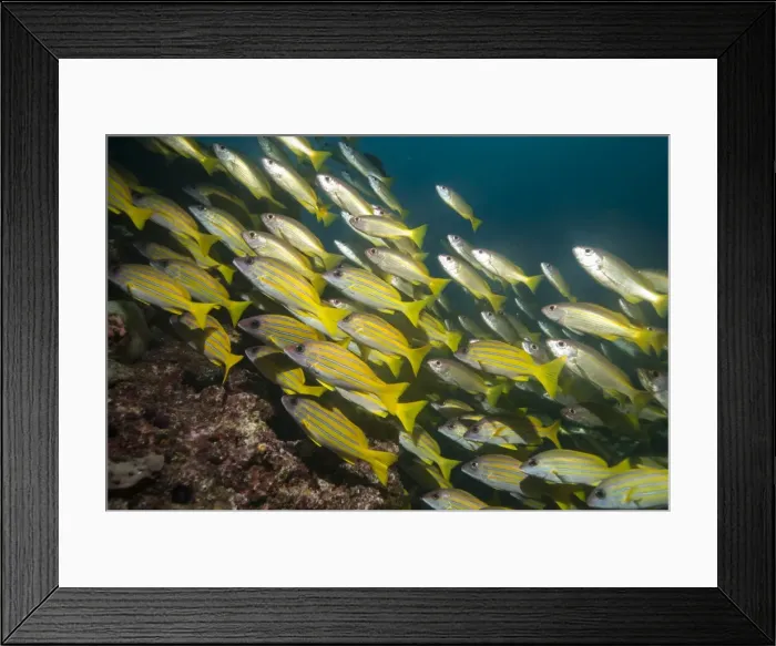 Framed Print : Bluestripe snapper (Lutjanus kasmira), Mozambique, Africa Framed Print : Bluestripe snapper (Lutjanus kasmira), Mozambique, Africa